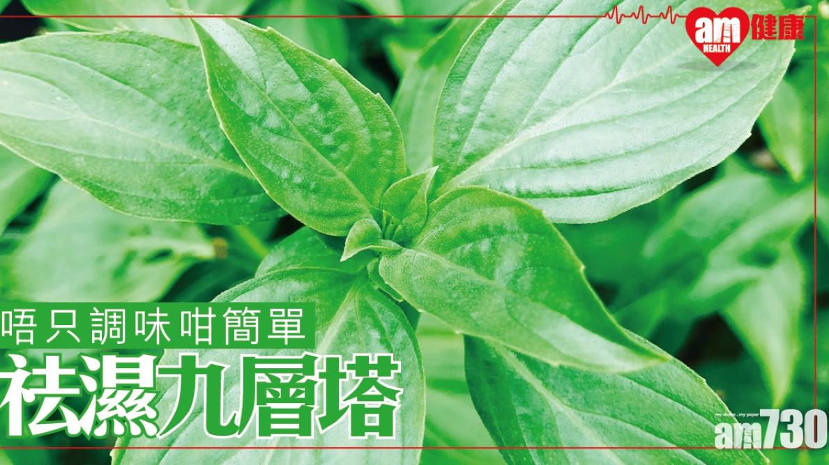 九層塔功效｜改善皮膚痕癢去水腫補眼睛 一類人進食前小心禁忌（am730製圖）