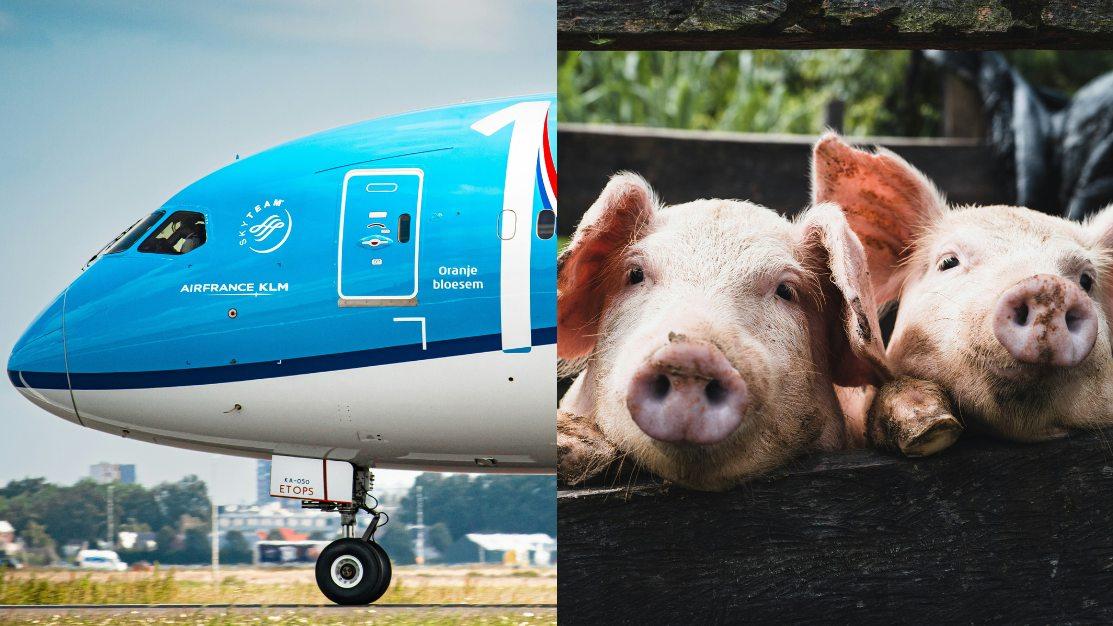 荷航貨艙運100隻豬　機師乘客難抵臭味緊急迫降百慕達「呼吸新鮮空氣」