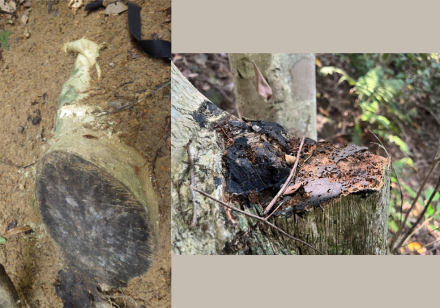 港大警方首合作搗土沉香販運集團　嶄新生物鑑定助破案