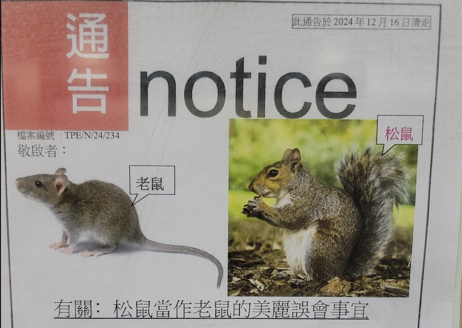 通告由「太平邨管理處」發出，指有居民投訴在邨內發現「不常見品種的老鼠」，會爬上樓和樹上。不過，經管理處調查後，發現這些「老鼠」其實只是松鼠，是一場「美麗誤會」，又教居民如何分辦。(網上圖片)