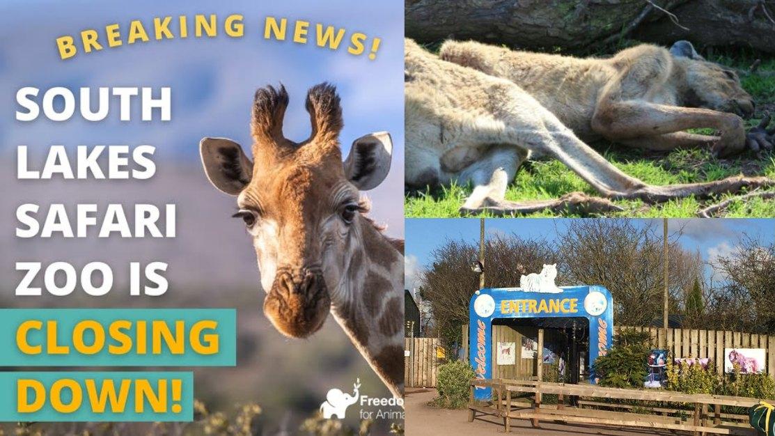 英國最差動物園涉虐畜3年死500隻動物 近日宣布關閉