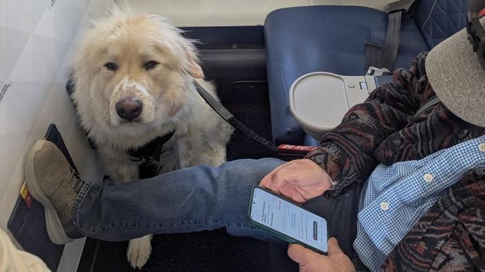 樓主上傳他原本的頭等艙座位被狗狗坐了的照片。(互聯網)