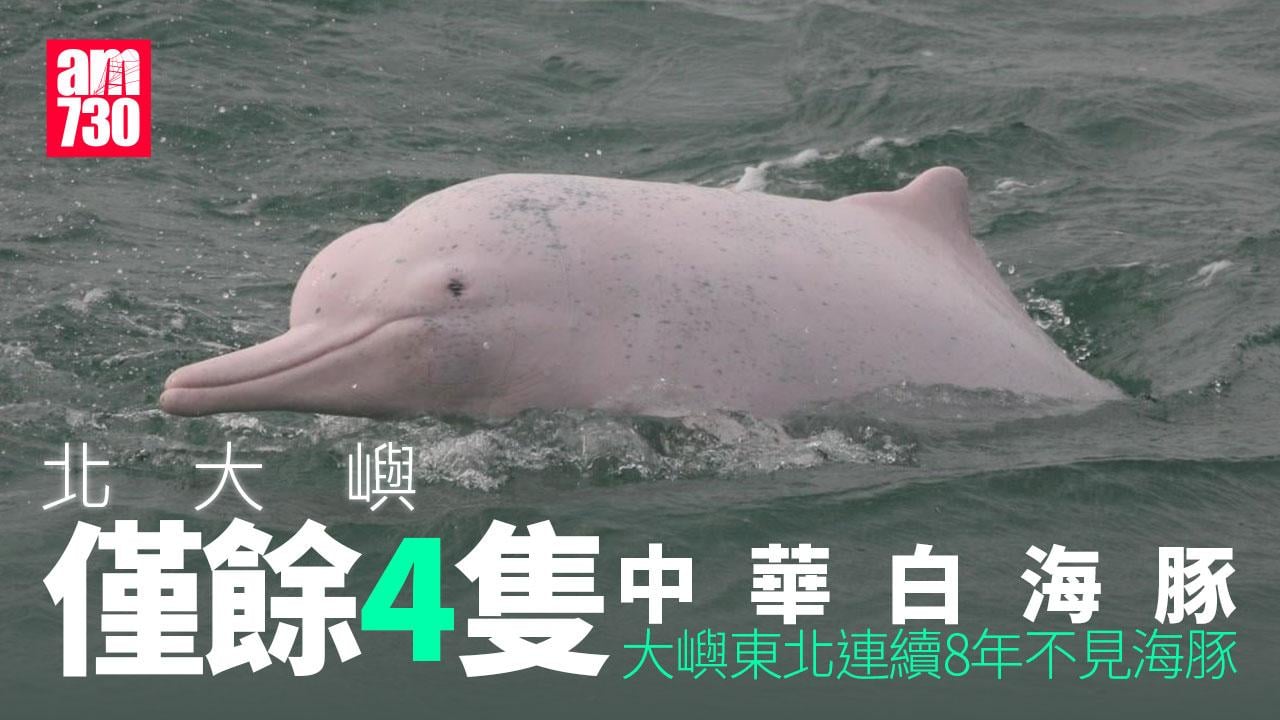 北大嶼僅餘4隻中華白海豚　大嶼水域34隻歷年第二低