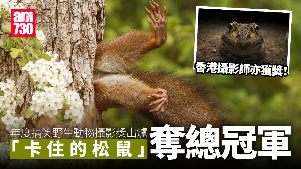 2024搞笑野生動物攝影獎出爐　松鼠卡樹窿勝出　香港攝影師亦獲獎(有片)