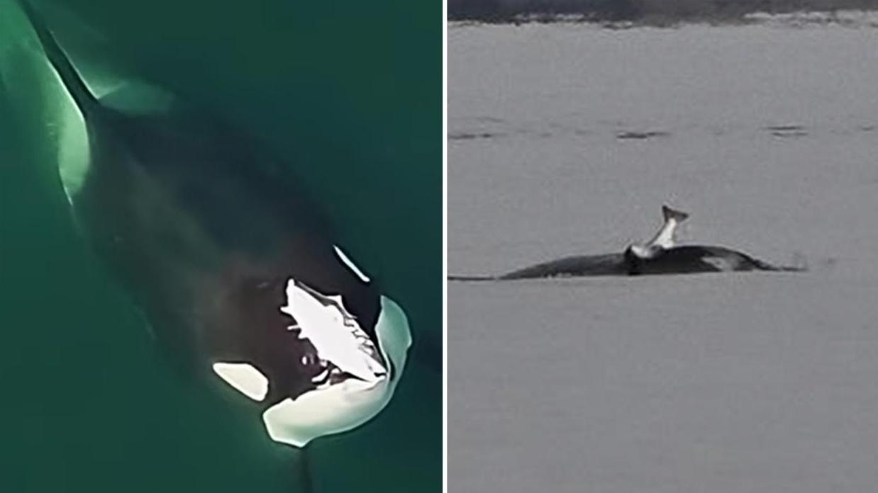 攝影師拍攝到殺人鯨頭上頂著三文魚屍體，行為怪異。(互聯網)