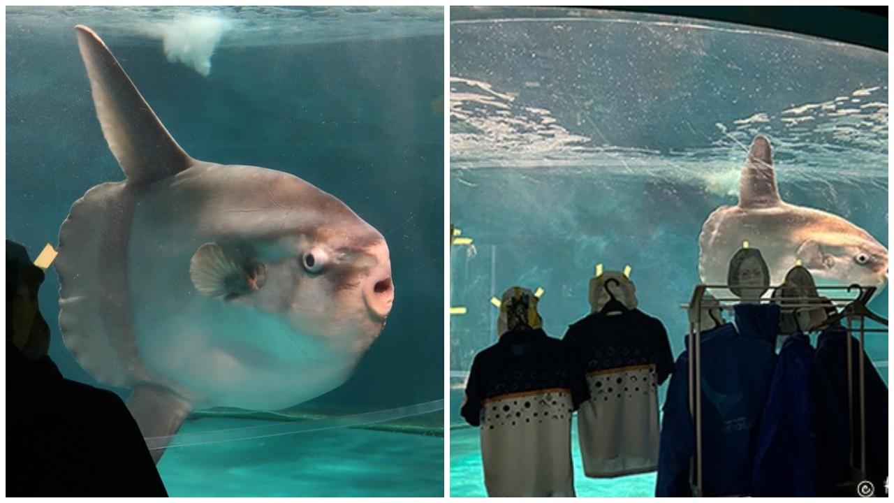 翻車魚因無遊客抑鬱拒進食，水族館奇招氹魚。(YouTube)