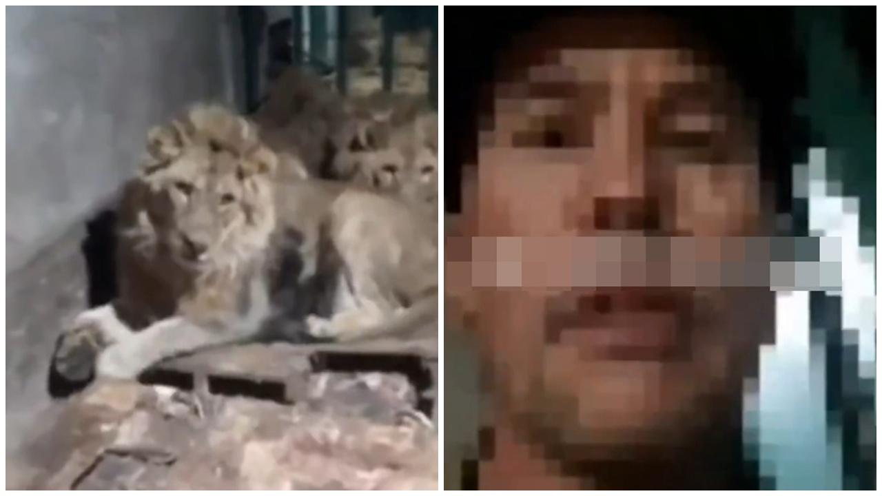 動物園管理員為型入籠自拍馴3獅，慘被監生咬死。(X)