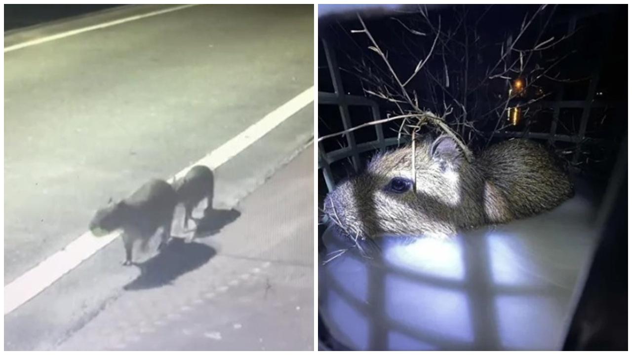 水豚情侶除夕偷走跨年後自行回家，令主人哭笑不得。(網上截圖)