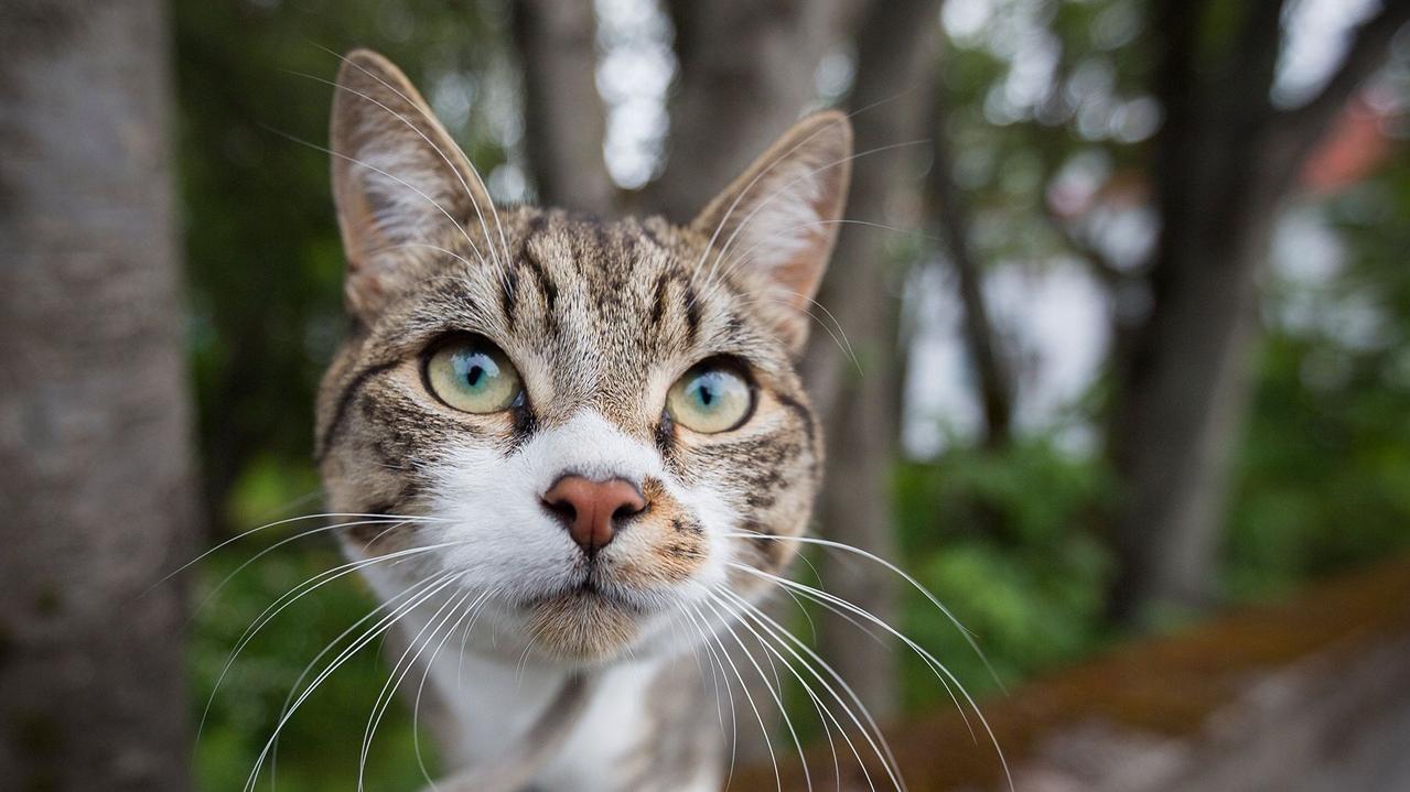 元朗上攸田村大年初一驚見貓頭祭品，疑涉上攸田村。