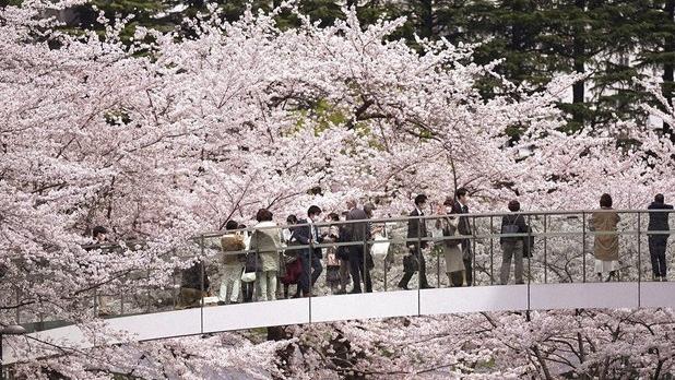 日本往年櫻花盛開。(資料圖片)