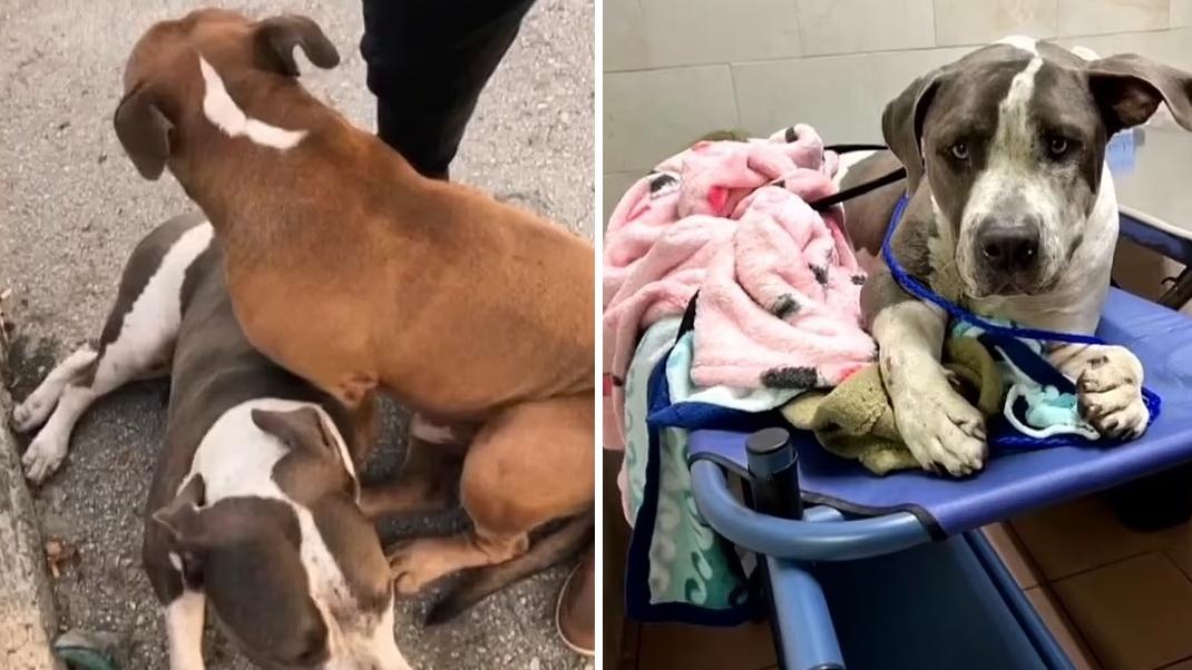 格羅弗伏在重傷的梭羅身上保護牠，等待救援(左)；梭羅隨後被送院治療(右)。(互聯網)