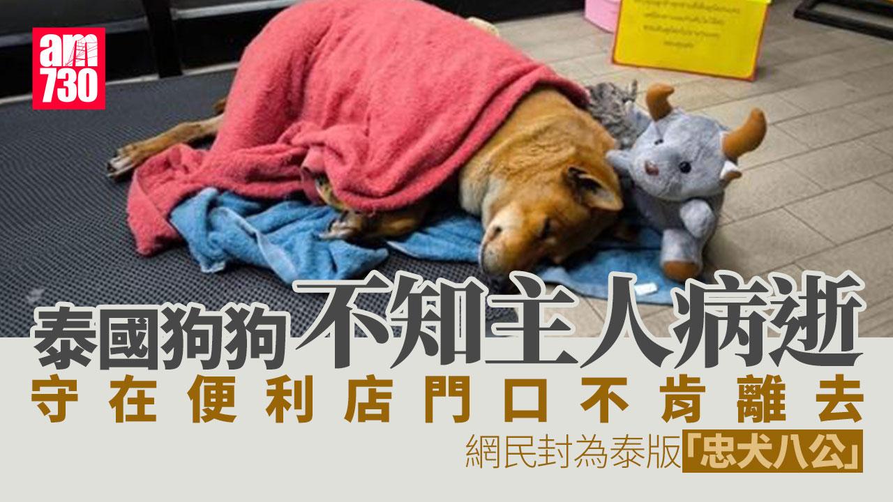 泰版忠犬八公！黃狗守在便利店門口等待主人 不知主人病逝