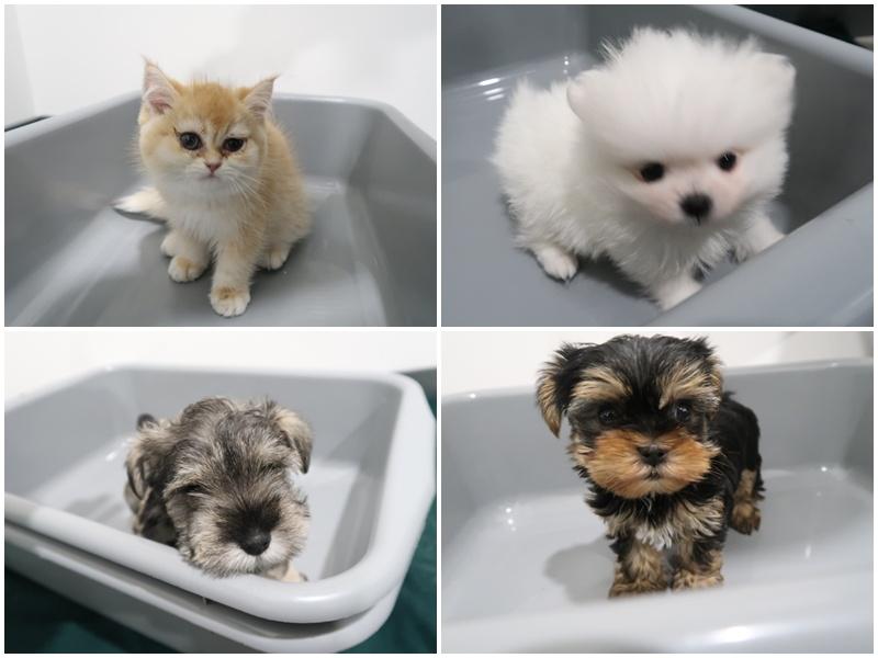 海關沙頭角破非法進口動物案，檢4隻貓狗拘一女。(政府新聞處)