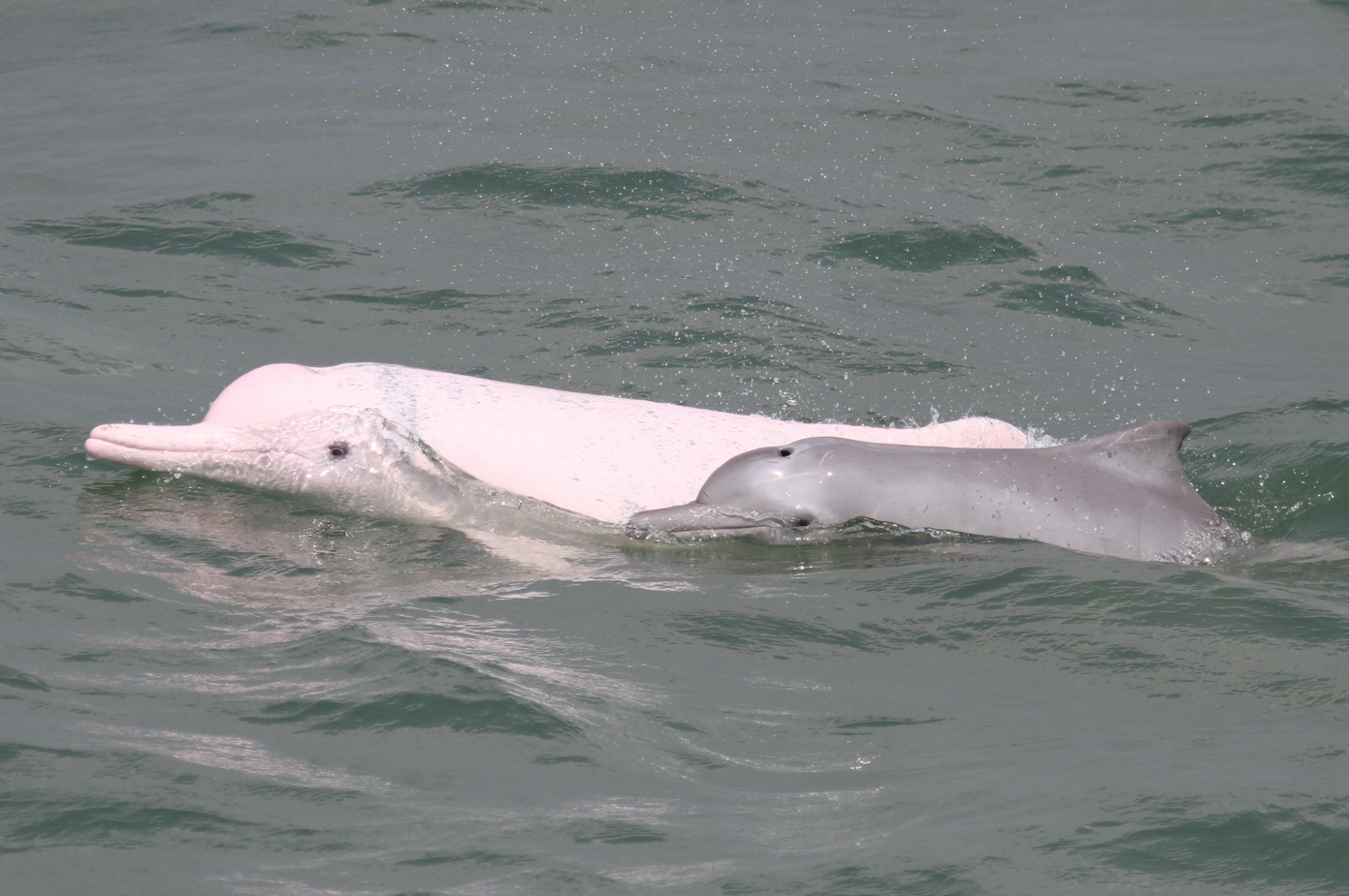 中華白海豚
