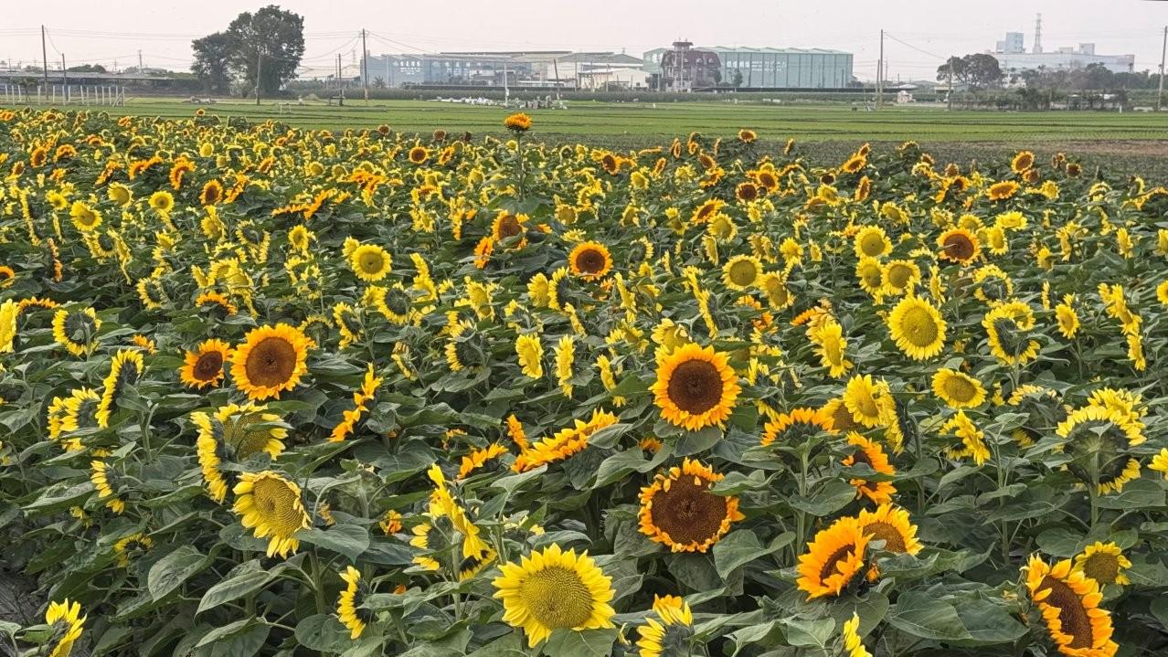 車過小路發現太陽花向日葵田，驚艷收獲