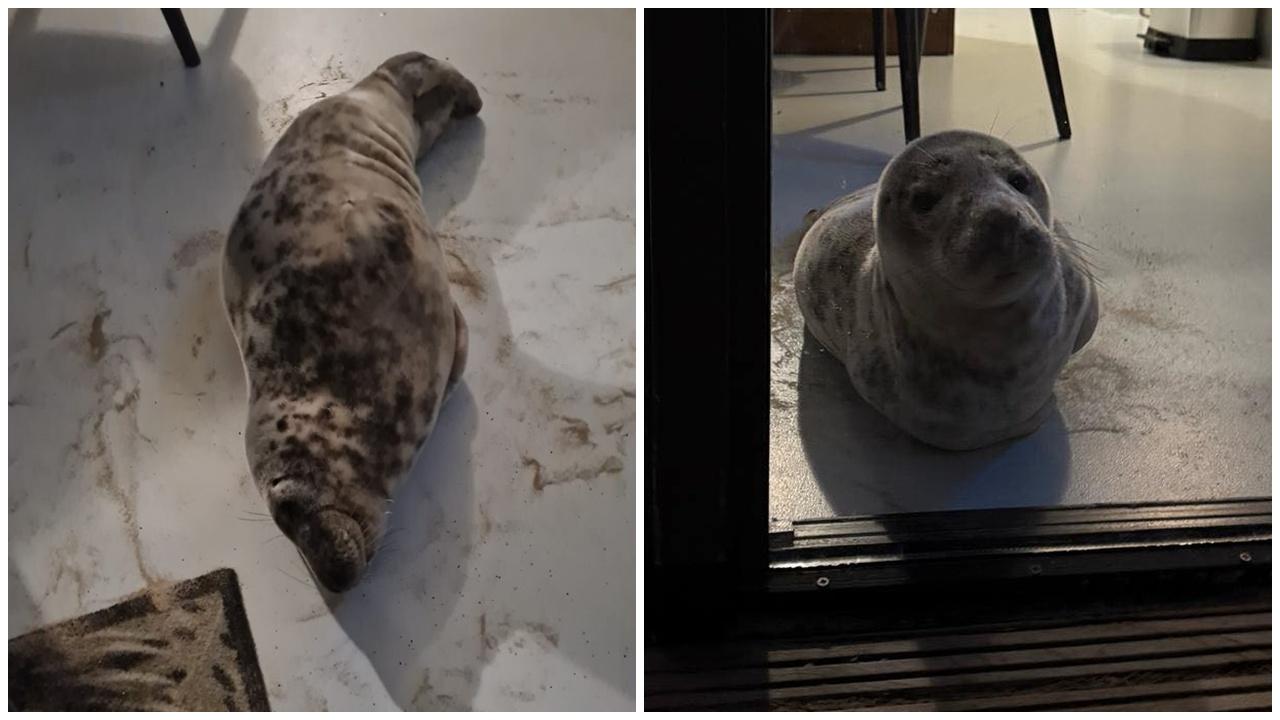 度假女出外忘記閂門，回酒店驚見小海豹爽瞓美容覺。(FB)