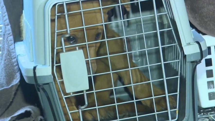 虐待動物，上水7幼犬疑遭落毒3死3失蹤。(有線新聞截圖)