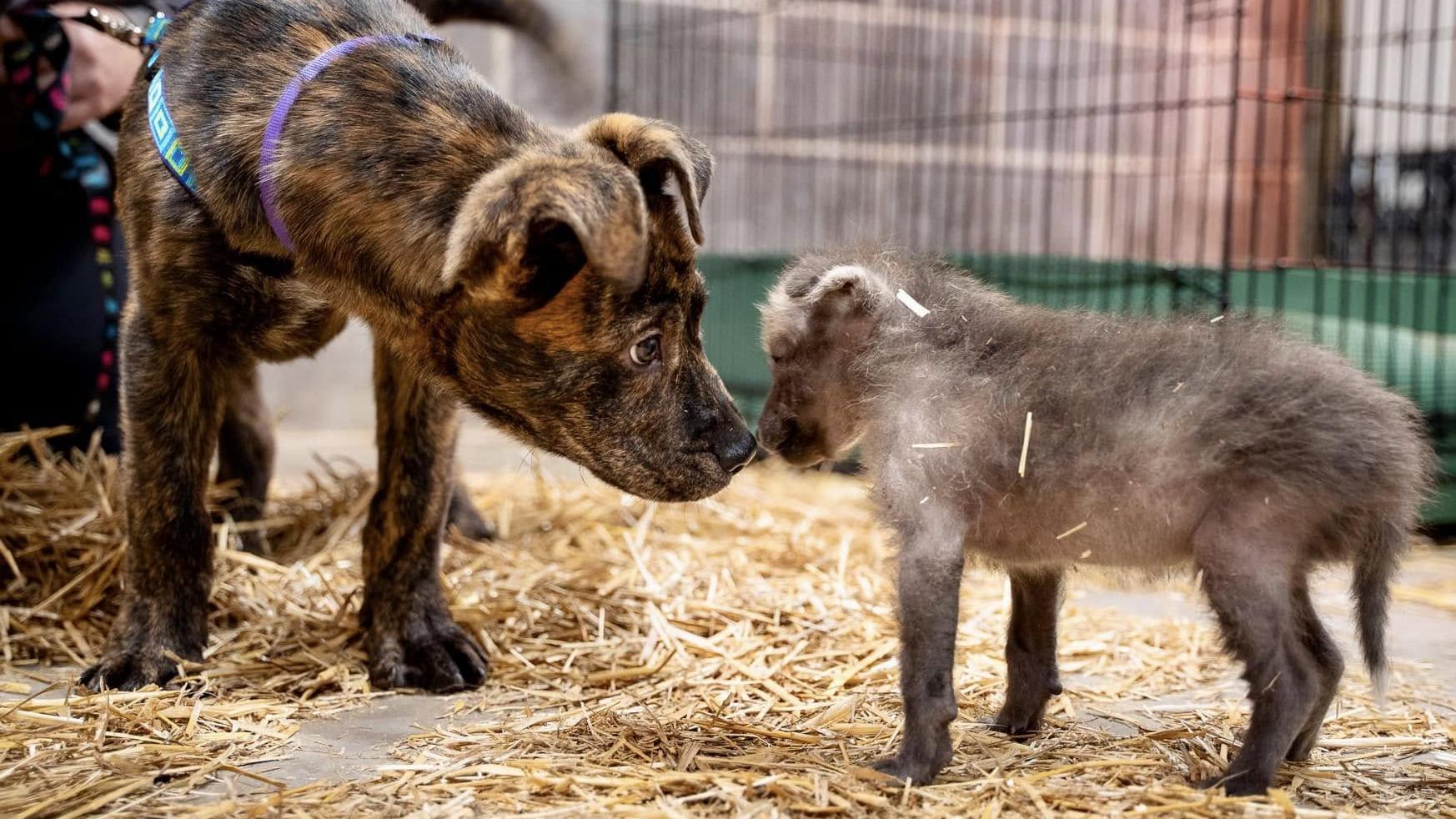 動物園急尋保母，特殊原因令收容所成功撮合一狼一狗。(FB)