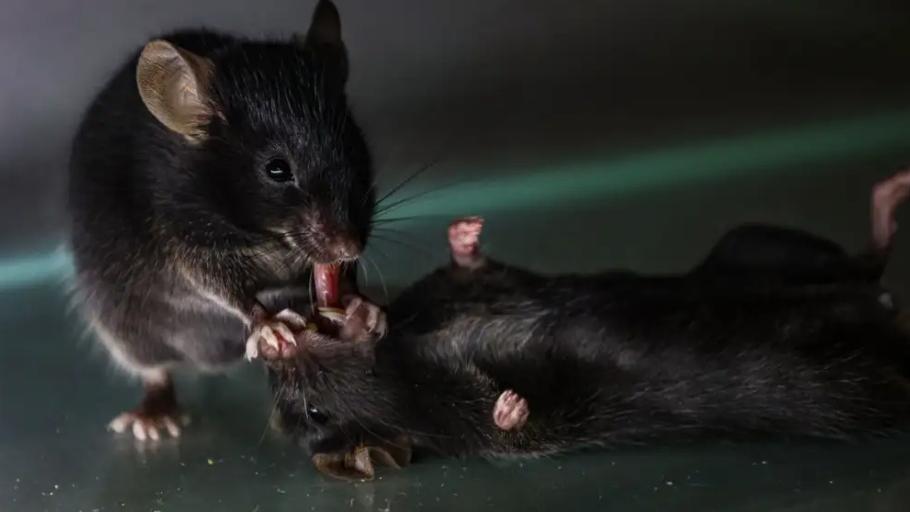 老鼠都識急救？研究：會嘗試搶救昏迷同伴。(X)