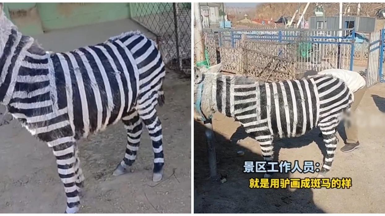 黑白膠紙貼驢仔扮斑馬　，山東遊樂園坦言：就是要流量。(微博)