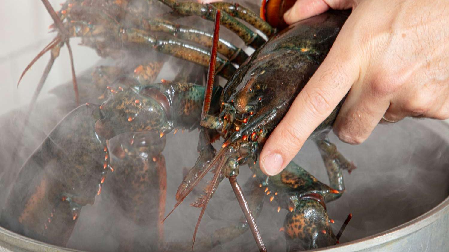 研究證實龍蝦會痛，科學家聯署呼籲禁止活煮。(網上圖片)