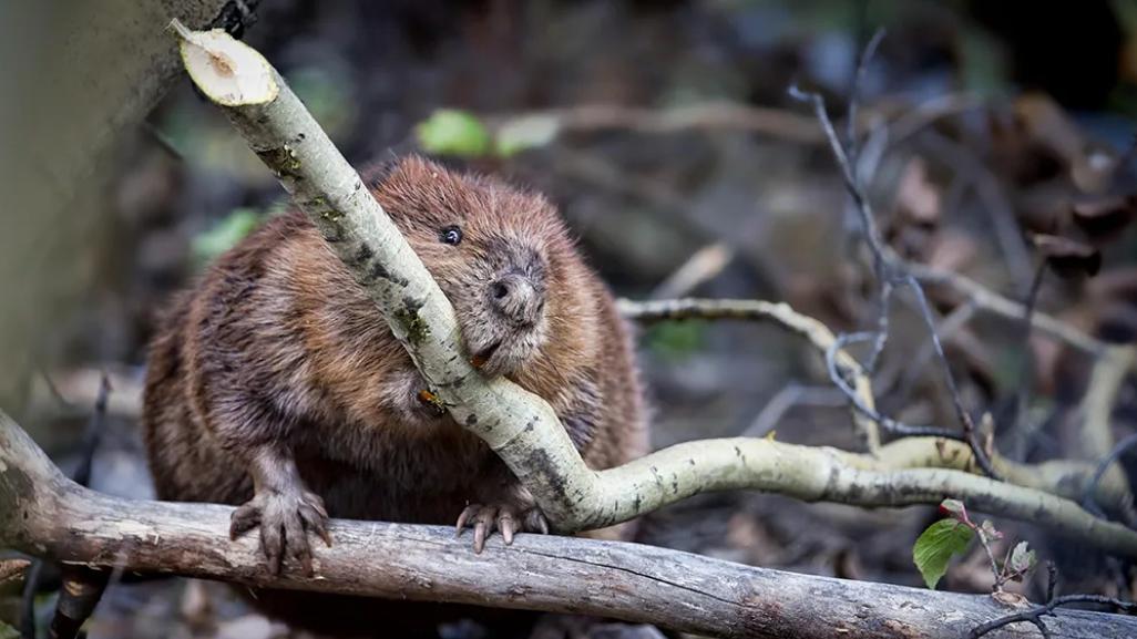 捷克水壩籌備7年仍未動工，海狸2晚就搞掂慳千萬。(網上圖片)