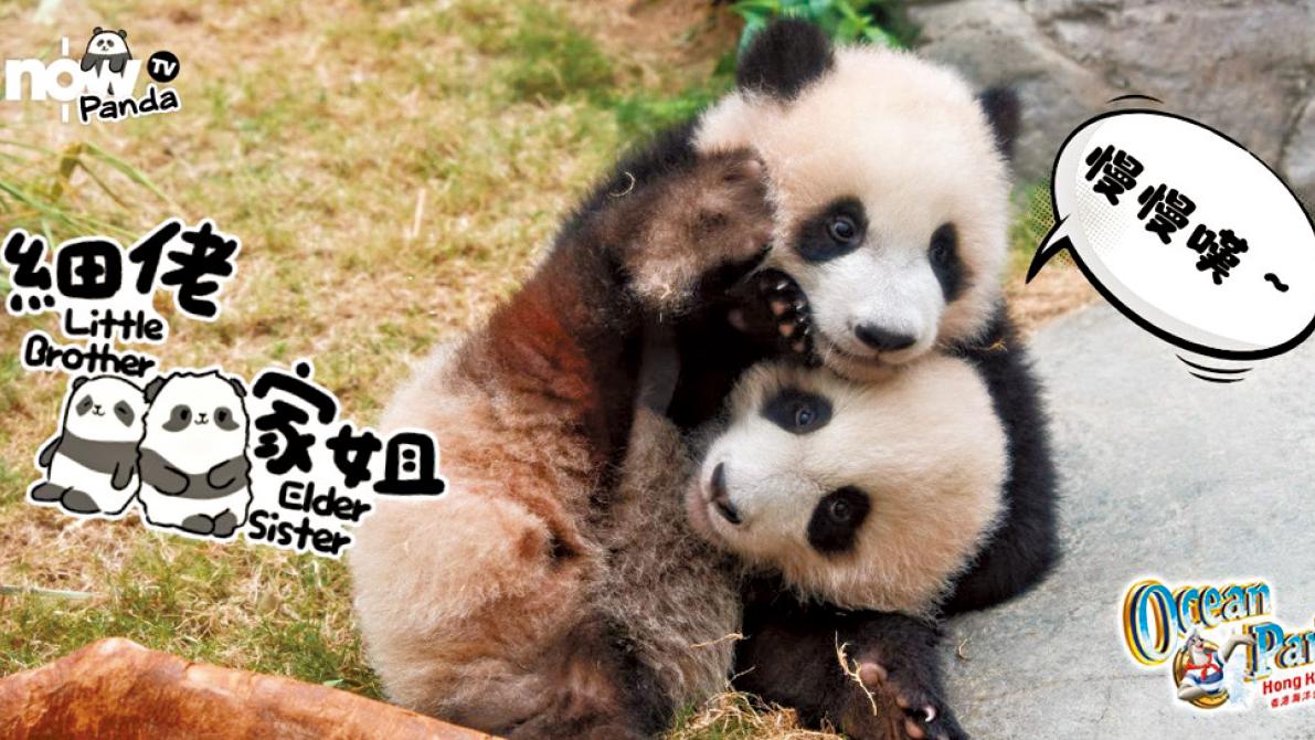 慢慢嘆「熊貓TV」