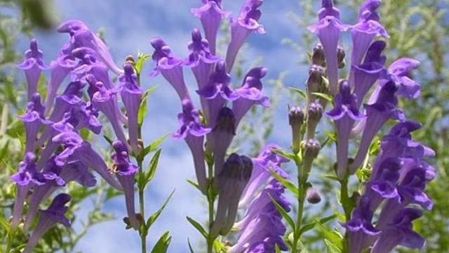 中醫能否治療HPV？