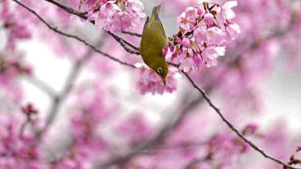 日本往年櫻花綻放。(資料圖片)