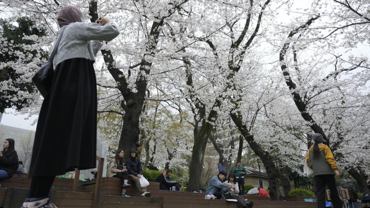 圖為東京上野公園去年4月初櫻花盛放。(資料圖片)