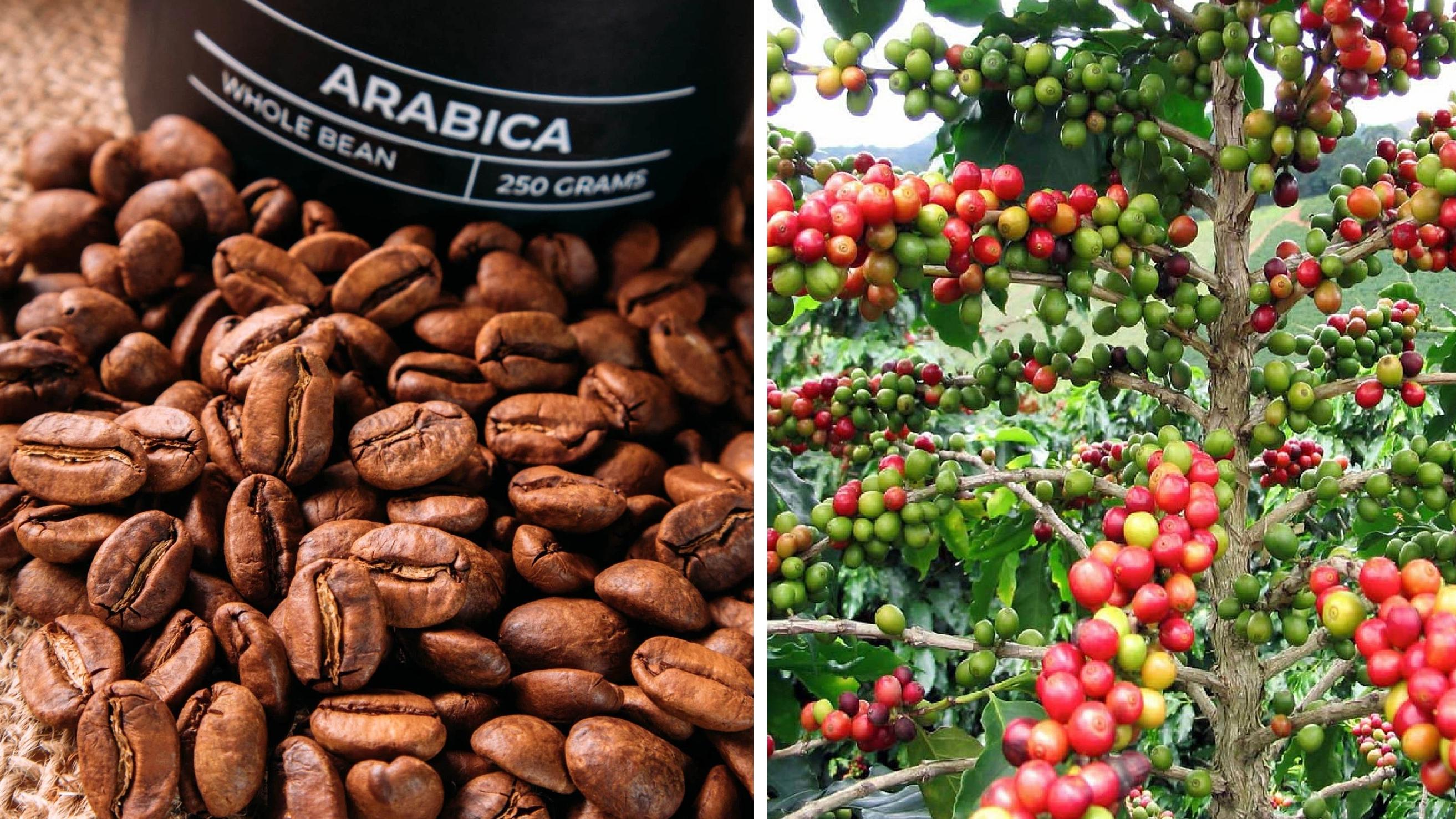 巴西一個研究機構周三公布數據指出，巴西消費量最大的咖啡品種阿拉比卡(Arabica)咖啡豆，今年2月創下近30年來最高價格。(互聯網)