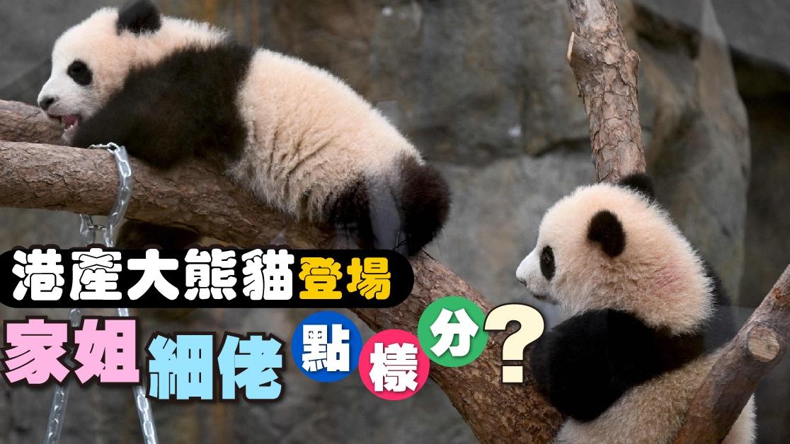 港產大熊貓登場　家姐細佬點樣分？