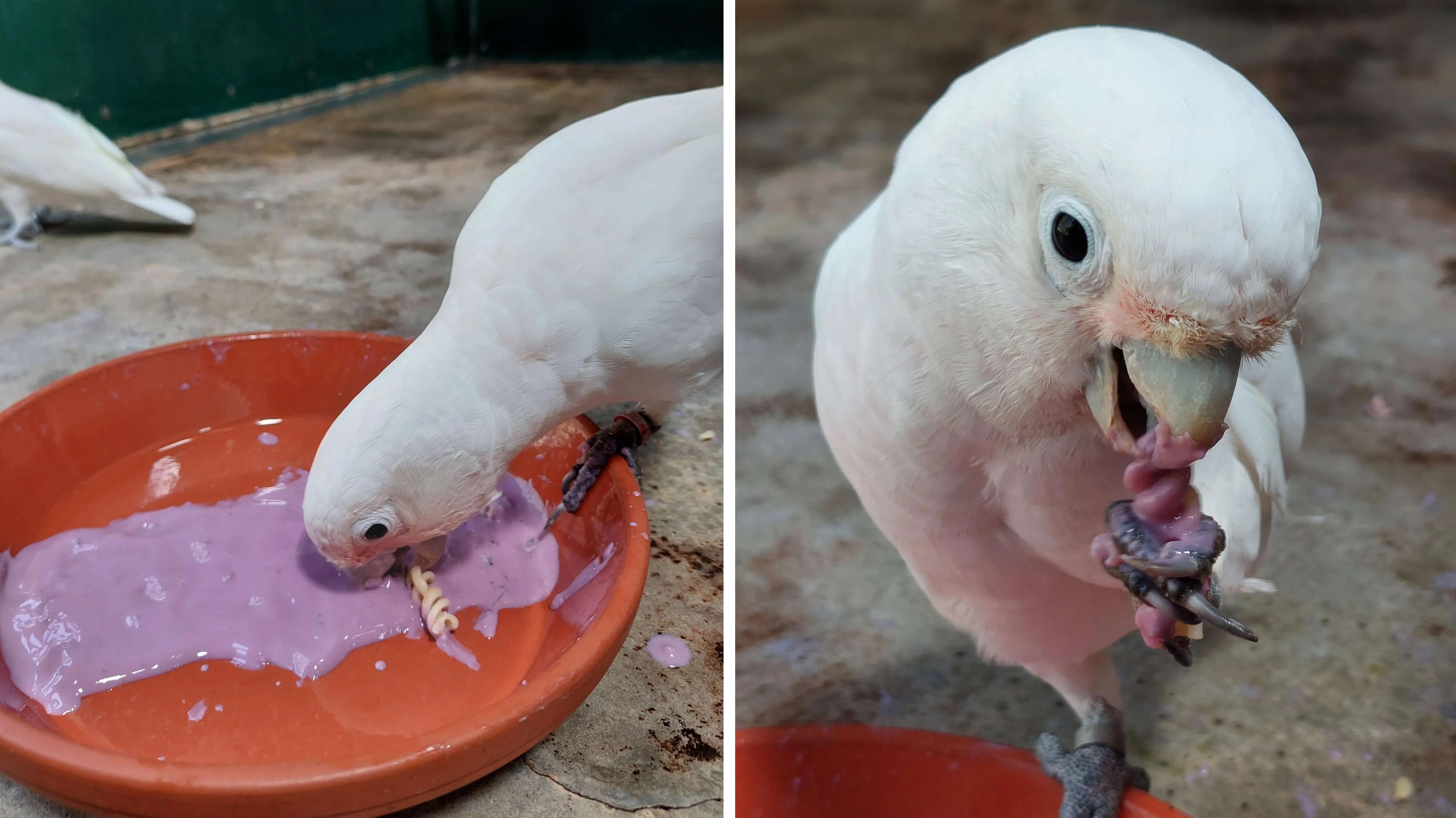 鳳頭鸚鵡將意大利螺絲粉蘸藍莓豆漿乳酪，吃得津津有味。(互聯網)