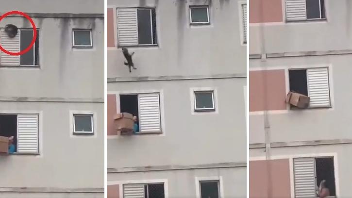 左至右：小狗快將墮樓，樓下女子及時用紙箱接住，救小狗一命。(互聯網)