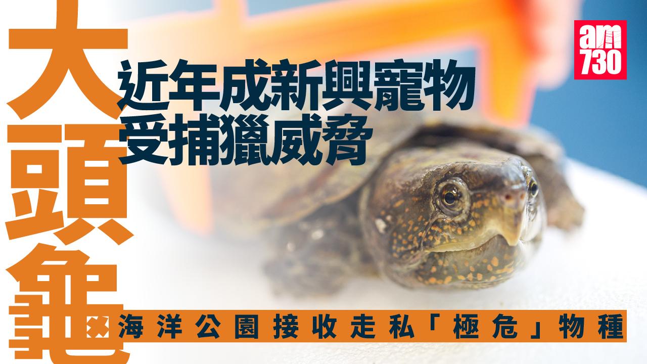 海洋公園接收走私「極危」物種大頭龜　會探討繁殖及放生計劃