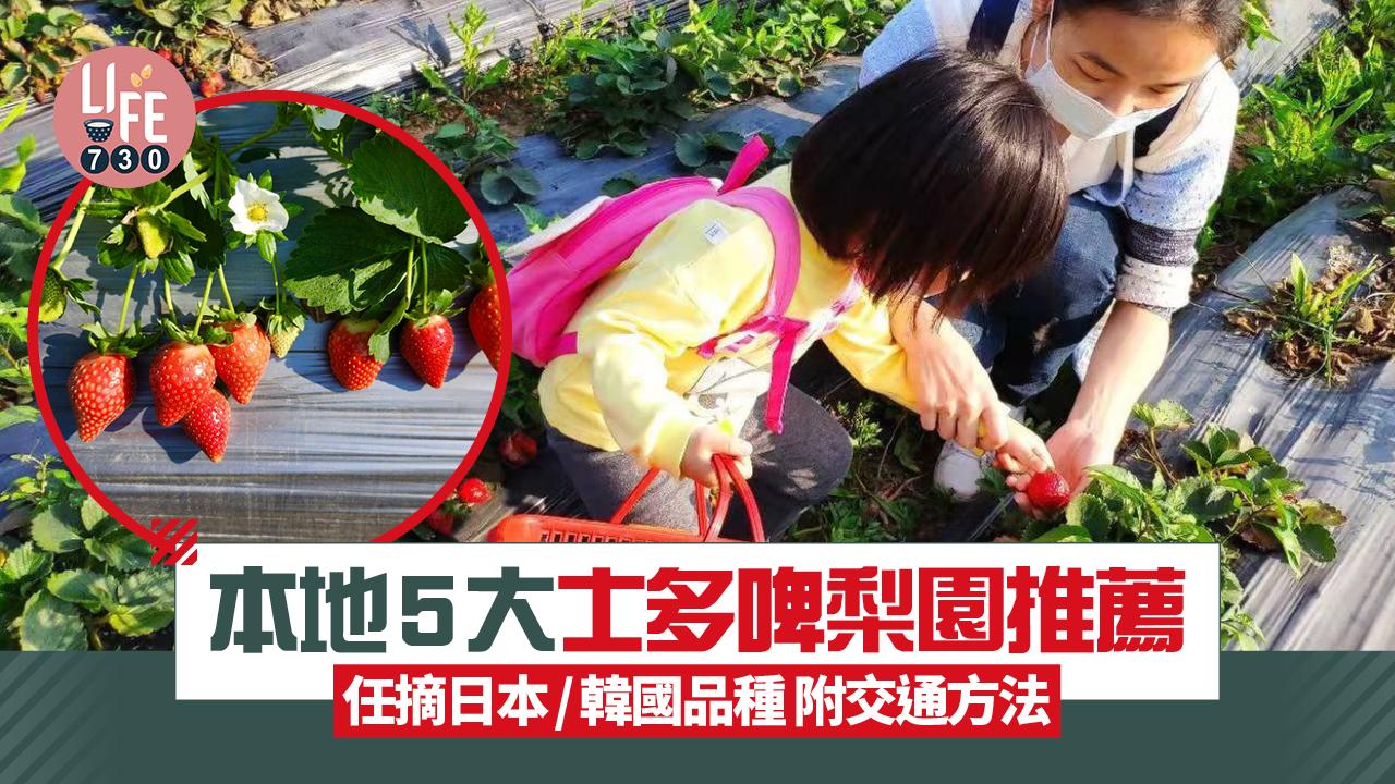 親子好去處2025｜本地5大士多啤梨園推薦 任摘日本/韓國品種 附交通方法