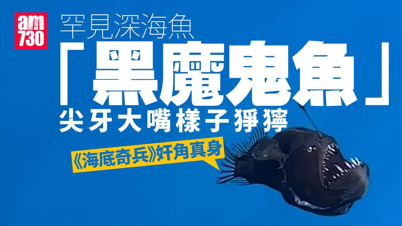 黑魔鬼魚