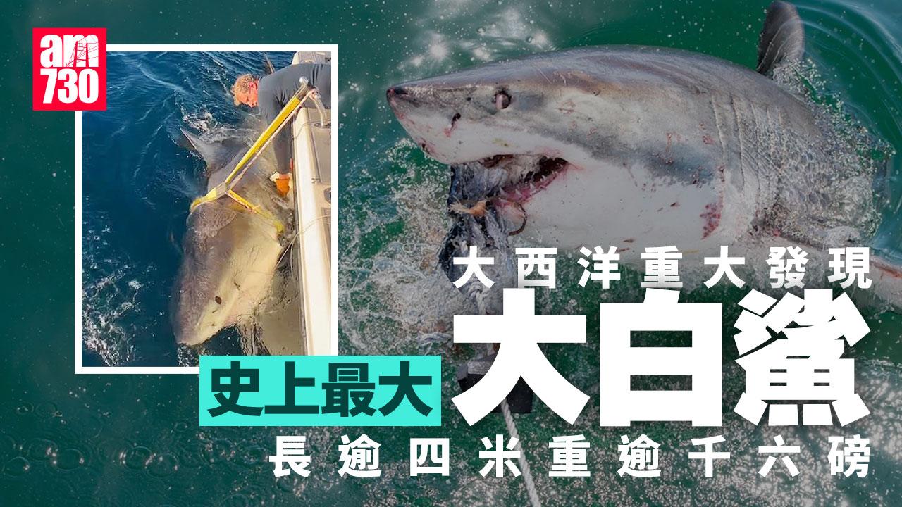 大西洋發現史上最大大白鯊　長逾4米重逾1600磅