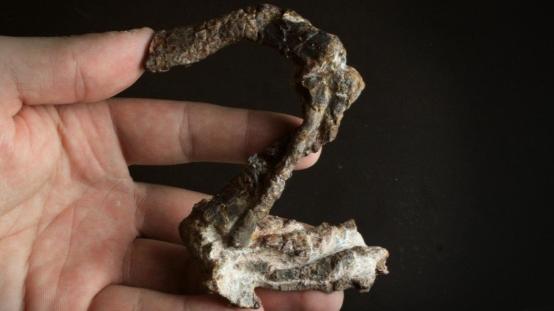 科學家在巴西發現約2.37億年前中生代的新爬行動物化石，有助研究恐龍起源及進化。(互聯網)