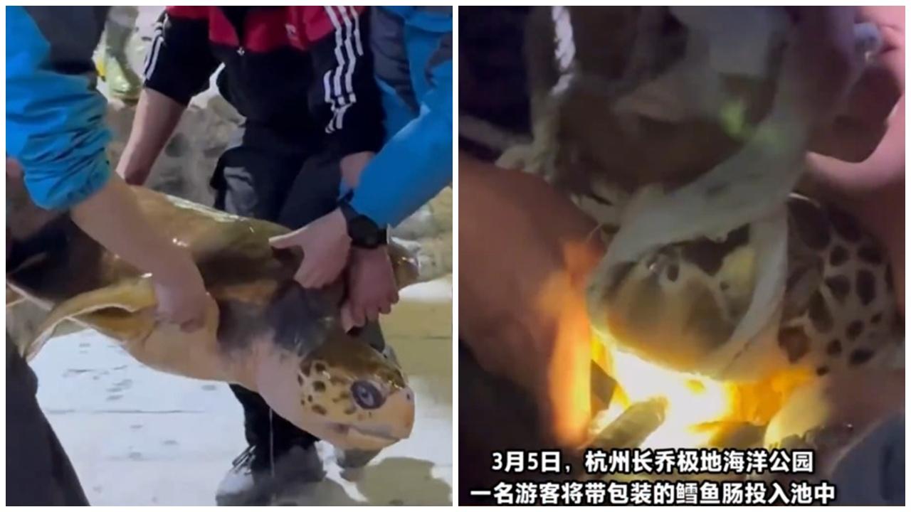 遊客擅自投餵，害12隻海龜排隊照胃鏡。(微博)