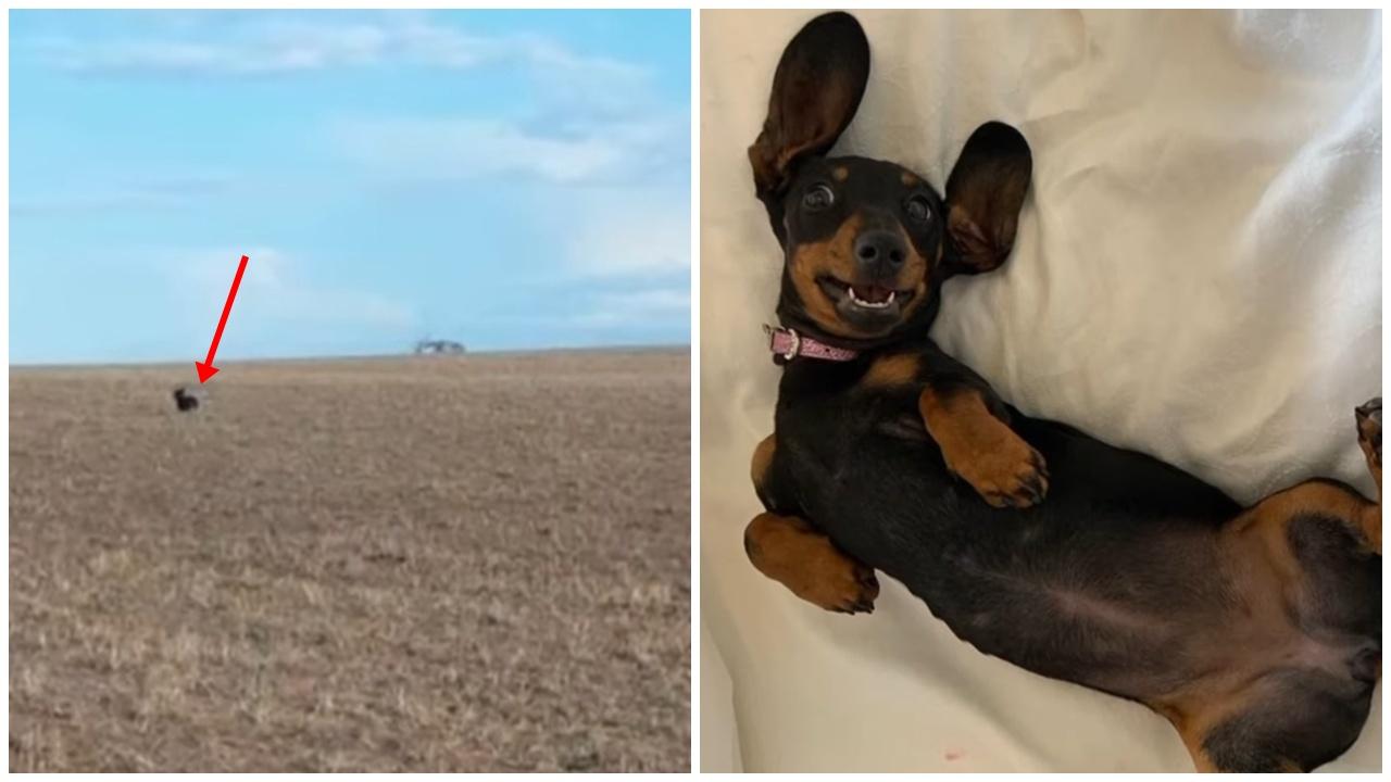 臘腸狗荒野走失近500天變求生高手，飼主驚嘆：以前寵牠如小公主。(X)