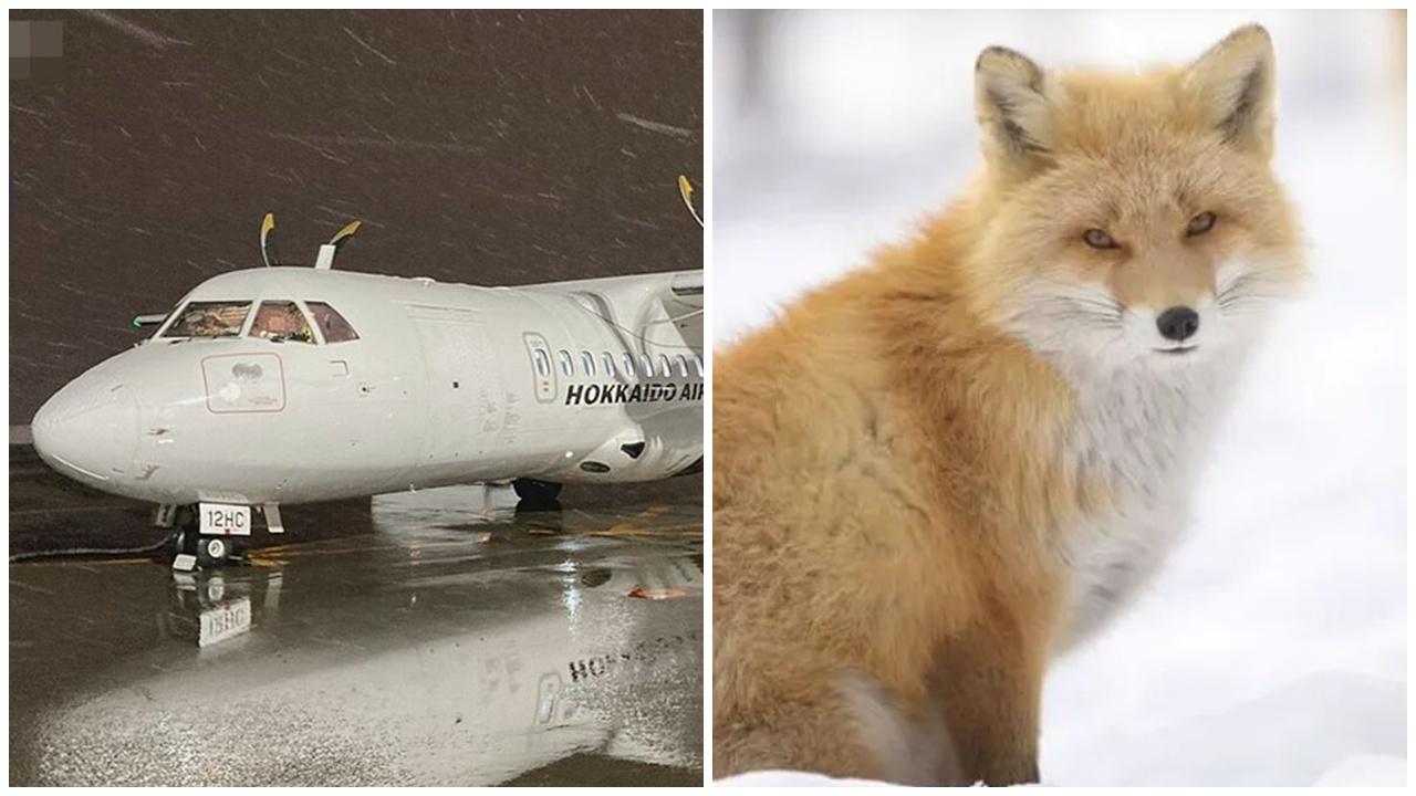 北海道有客機跑道撞倒狐狸，中止起飛。