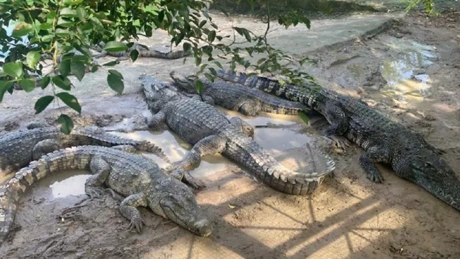 內地法院拍賣100噸活鱷魚需上門自提，2000人關注但無人落手。(微博)