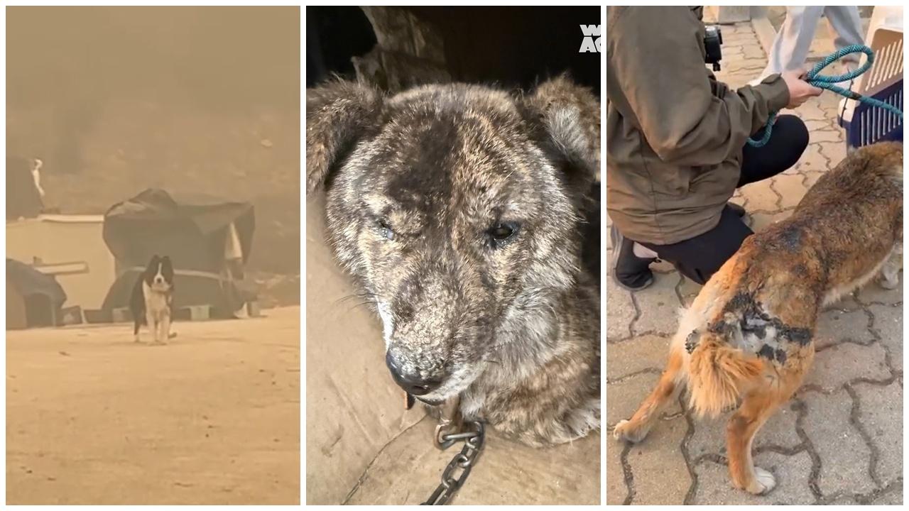 南韓山火飼主忙逃生忘記愛犬，多隻狗被鍊鎖住等死。(IG)