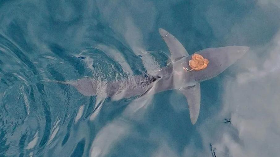 八爪魚爬鯊魚背「搭順風車」，專家驚歎：從未見過。(X)