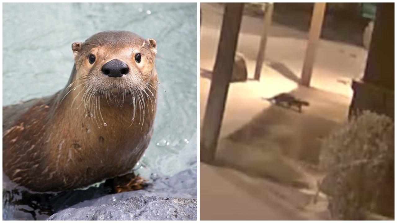 兩明星水獺暴風雪下離家出走，動物園緊急搜索。