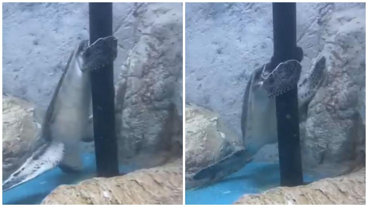 海龜倒立跳「鋼管舞」？保育員被考起：我都未見過。(X)