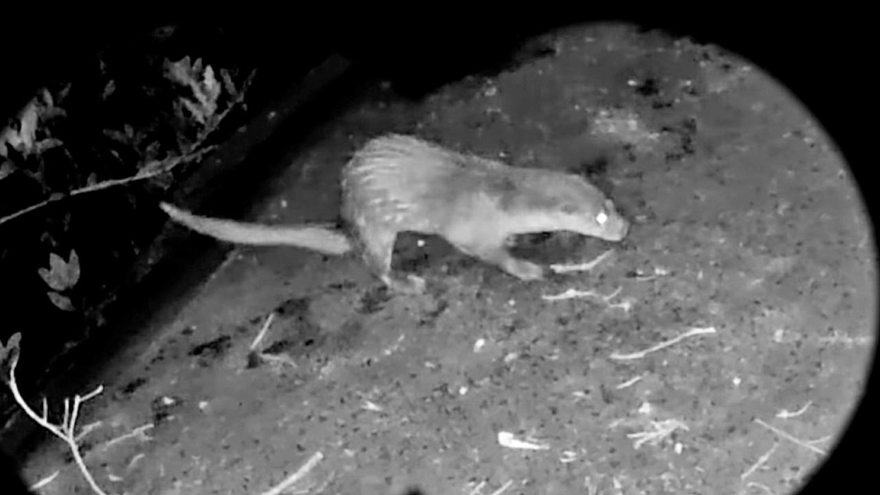 濕地公園首發現水獺 與豹貓小靈貓共用「公廁」