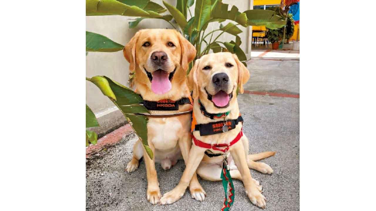 復活節《小Q尋蛋記》與導盲犬同行