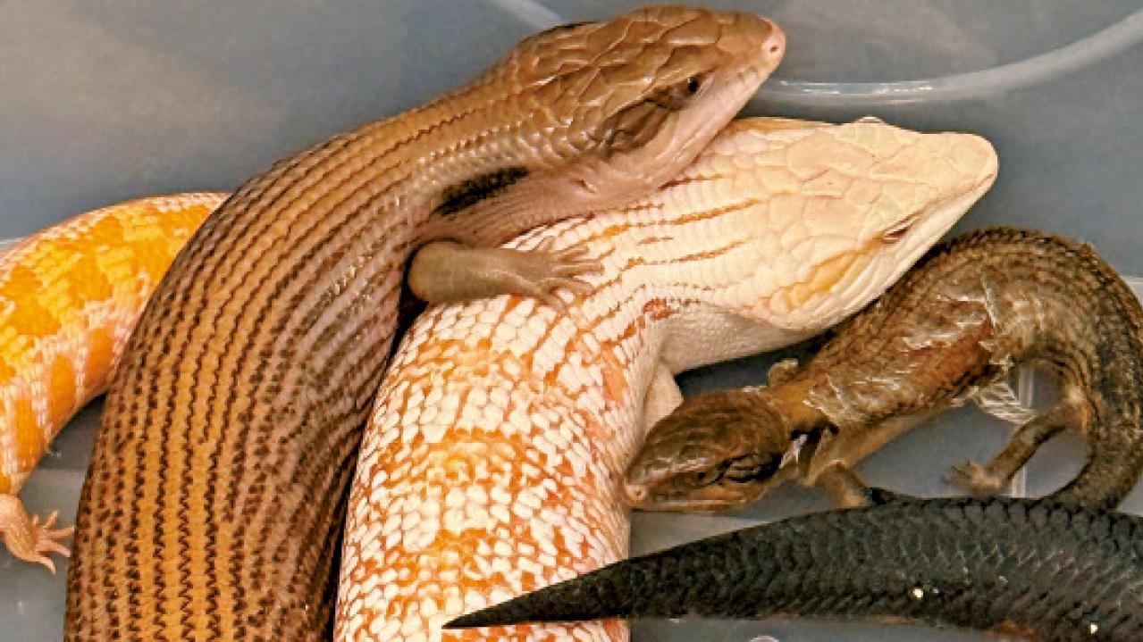 藏抽濕機 空氣清新機 奶粉罐 海關空運貨檢42活蜥蜴